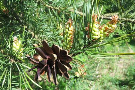  picture  Grove_den |Pinus_sylvestris