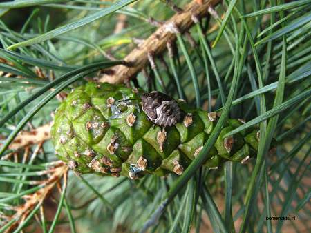  picture  Grove_den |Pinus_sylvestris