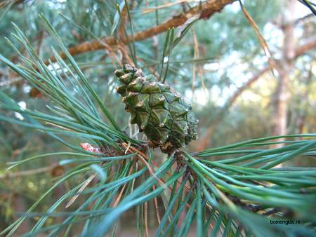  picture  Grove_den |Pinus_sylvestris