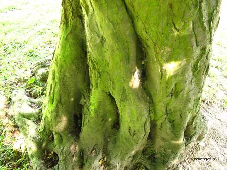  picture  Haagbeuk |Carpinus_betulus