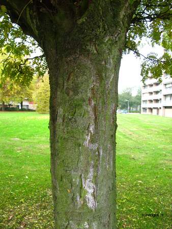  picture  Haagbeuk |Carpinus_betulus