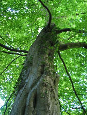  picture  Haagbeuk |Carpinus_betulus