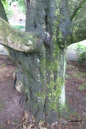  picture  Haagbeuk |Carpinus_betulus