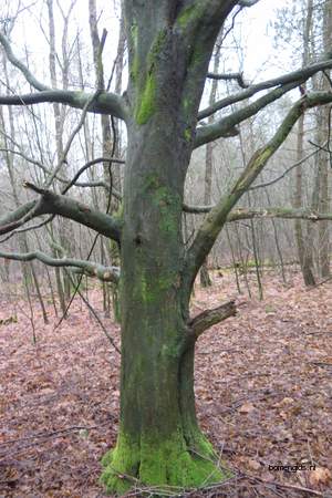  picture  Haagbeuk |Carpinus_betulus
