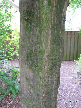  picture  Haagbeuk |Carpinus_betulus