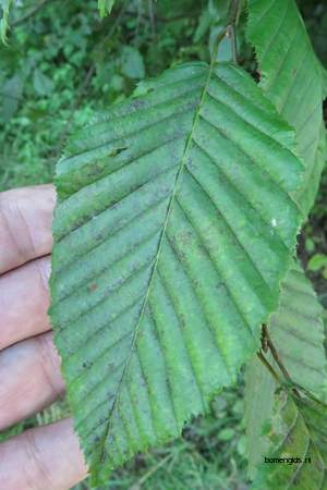 Leaf picture  Haagbeuk ( Carpinus betulus)