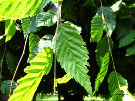  picture  Haagbeuk |Carpinus_betulus
