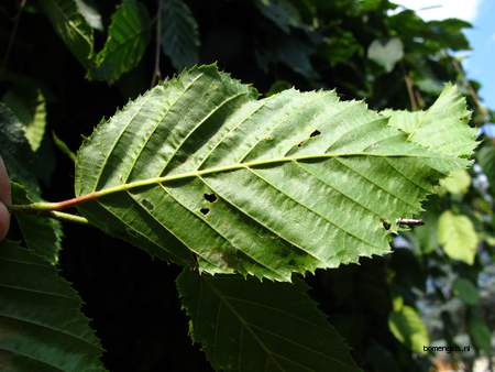  picture  Haagbeuk |Carpinus_betulus