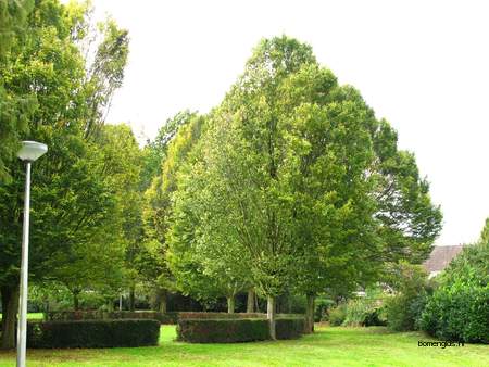  picture  Haagbeuk |Carpinus_betulus