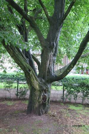  picture  Haagbeuk |Carpinus_betulus