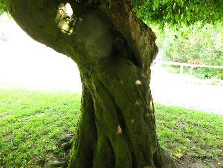  picture  Haagbeuk |Carpinus_betulus