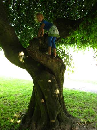  picture  Haagbeuk |Carpinus_betulus