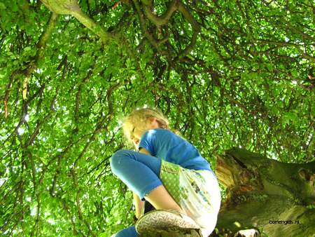  picture  Haagbeuk |Carpinus_betulus