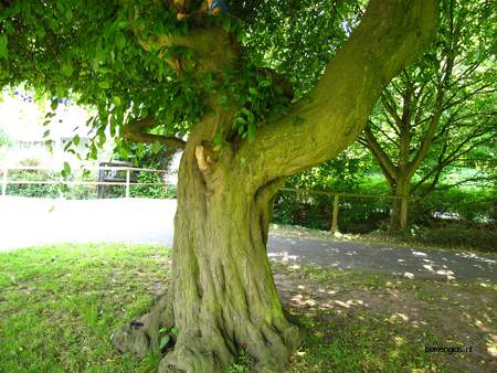  picture  Haagbeuk |Carpinus_betulus