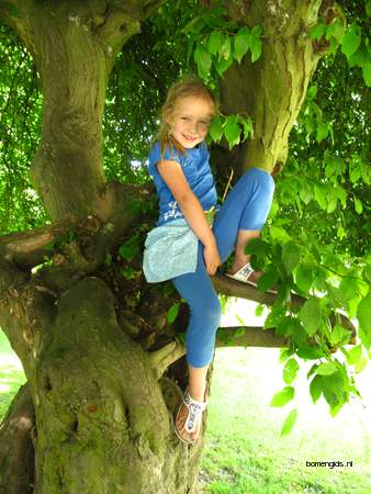  picture  Haagbeuk |Carpinus_betulus