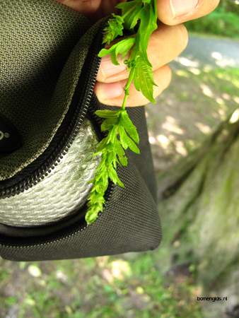  picture  Haagbeuk |Carpinus_betulus