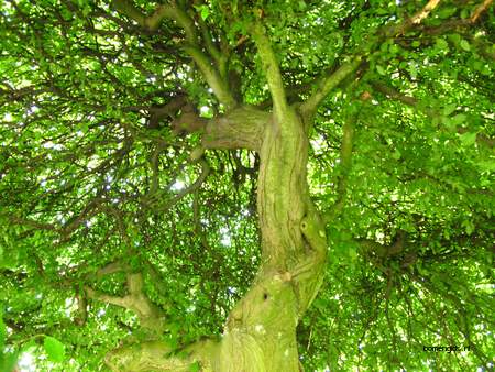  picture  Haagbeuk |Carpinus_betulus