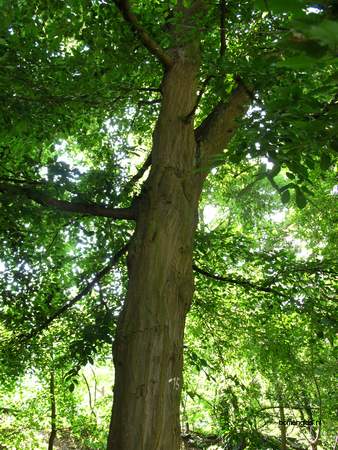  picture  Haagbeuk |Carpinus_betulus