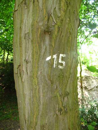  picture  Haagbeuk |Carpinus_betulus