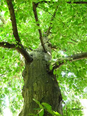  picture  Haagbeuk |Carpinus_betulus