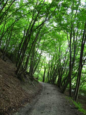  picture  Haagbeuk |Carpinus_betulus