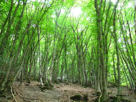  picture  Haagbeuk |Carpinus_betulus