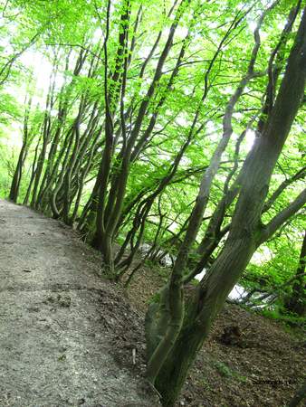  picture  Haagbeuk |Carpinus_betulus