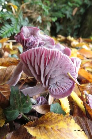  picture  Haagbeuk |Carpinus_betulus