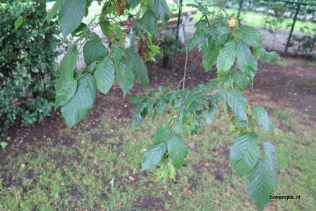  picture  Haagbeuk |Carpinus_betulus