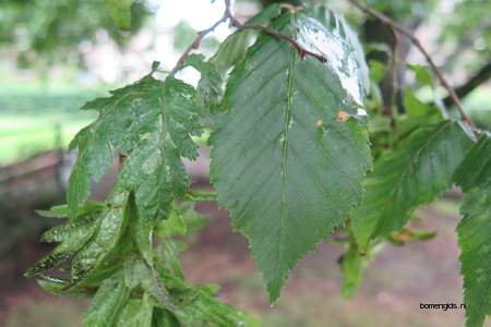  picture  Haagbeuk |Carpinus_betulus