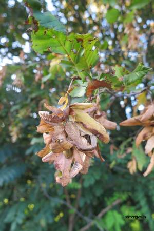  picture  Haagbeuk |Carpinus_betulus