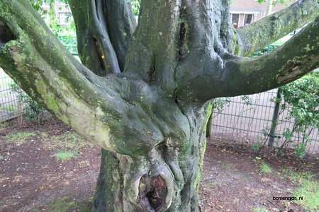  picture  Haagbeuk |Carpinus_betulus