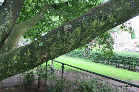  picture  Haagbeuk |Carpinus_betulus