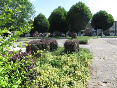  picture  Haagbeuk |Carpinus_betulus