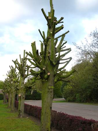  picture  Haagbeuk |Carpinus_betulus