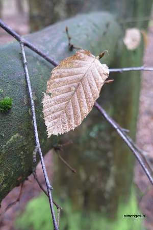  picture  Haagbeuk |Carpinus_betulus