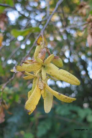  picture  Haagbeuk |Carpinus_betulus