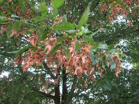  picture  Haagbeuk |Carpinus_betulus