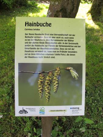  picture  Haagbeuk |Carpinus_betulus