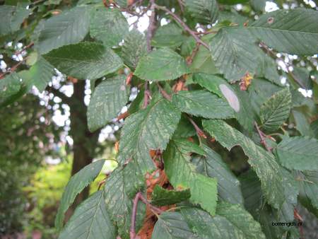  picture  Haagbeuk |Carpinus_betulus