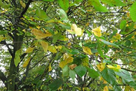  picture  Haagbeuk |Carpinus_betulus