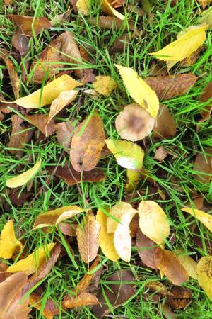  picture  Haagbeuk |Carpinus_betulus