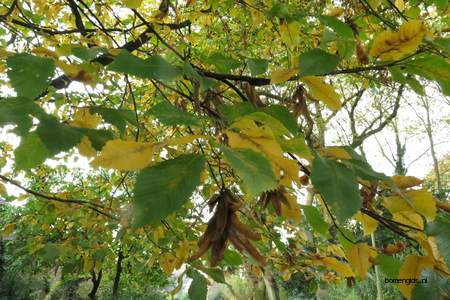  picture  Haagbeuk |Carpinus_betulus