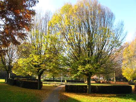  picture  Haagbeuk |Carpinus_betulus