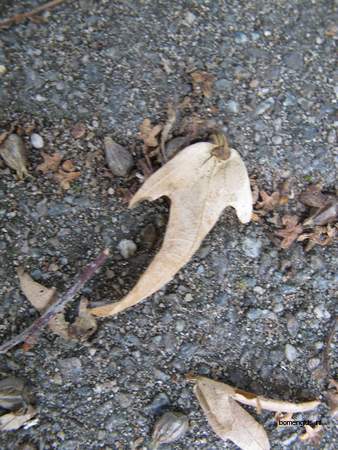  picture  Haagbeuk |Carpinus_betulus