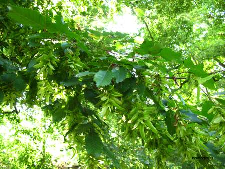  picture  Haagbeuk |Carpinus_betulus