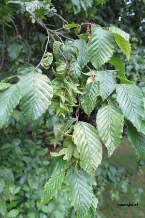  picture  Haagbeuk |Carpinus_betulus