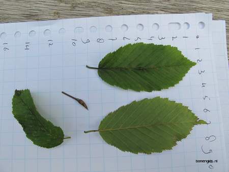  picture  Haagbeuk |Carpinus_betulus