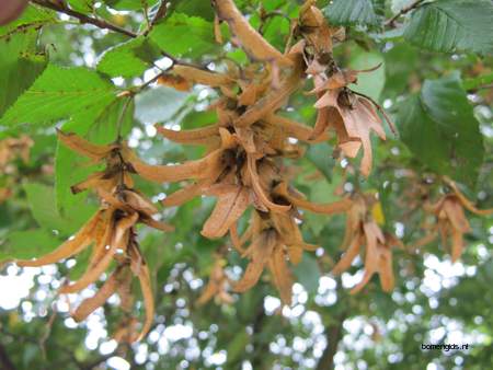  picture  Haagbeuk |Carpinus_betulus