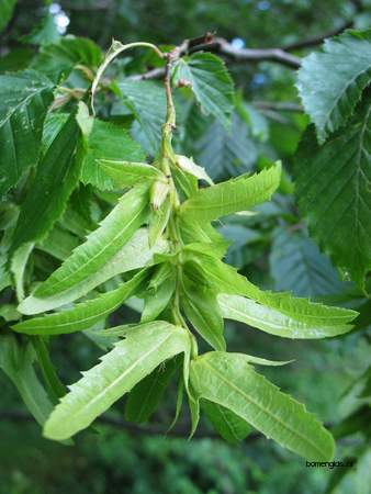  picture  Haagbeuk |Carpinus_betulus